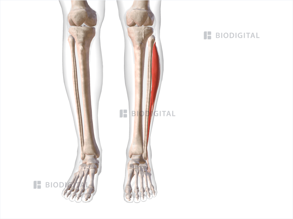 Lateral compartment muscles of left lower leg