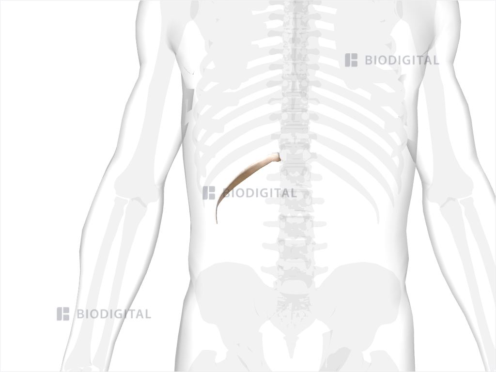 Right twelfth rib