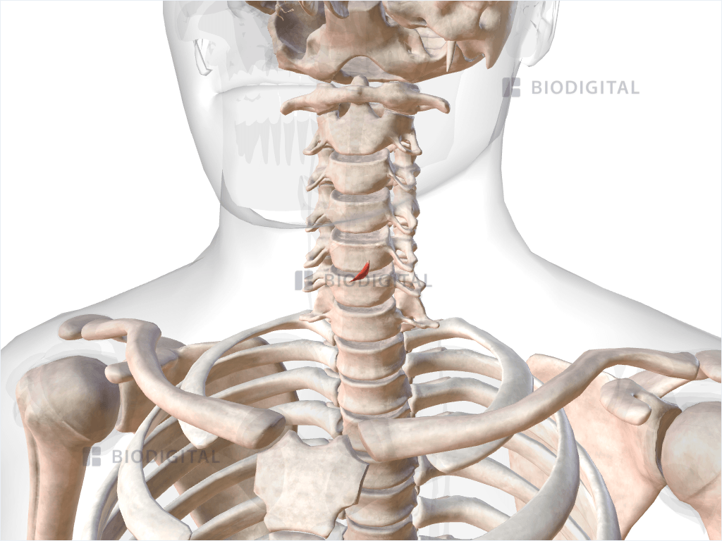 Left oblique part of cricothyroid