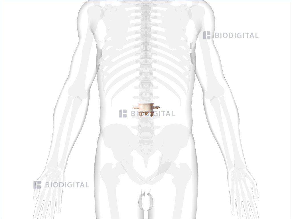 Third lumbar vertebra
