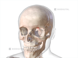 Left levator palpebrae superioris | BioDigital Anatomy