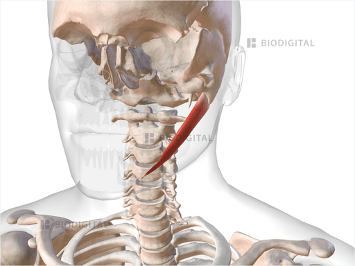 Left Posterior Belly Of Digastric Muscle Biodigital Anatomy