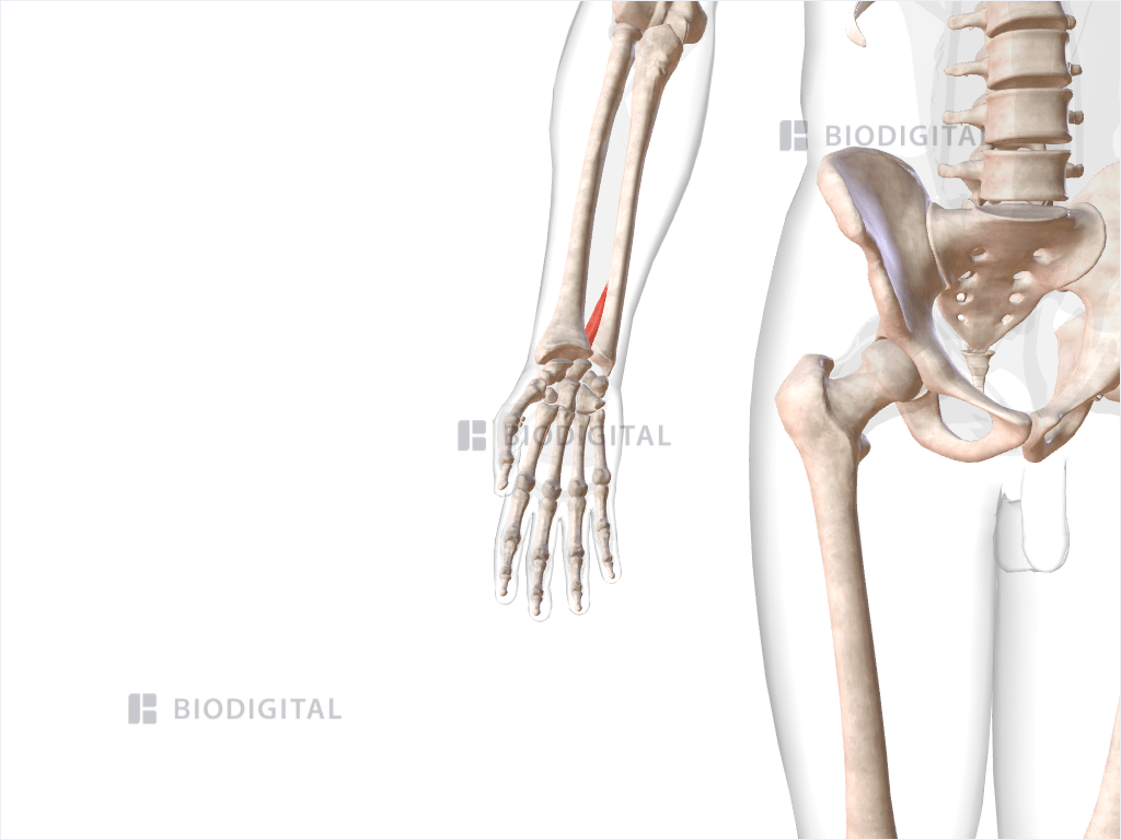 Right extensor indicis