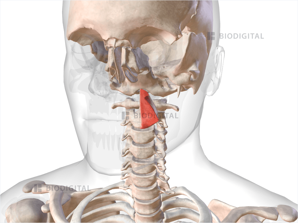 Left superior pharyngeal constrictor