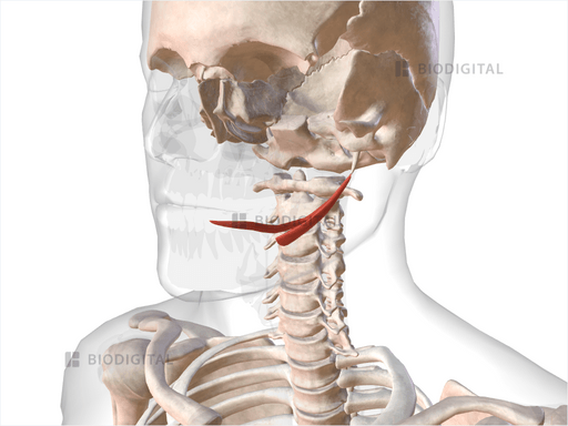Left styloglossus | BioDigital Anatomy