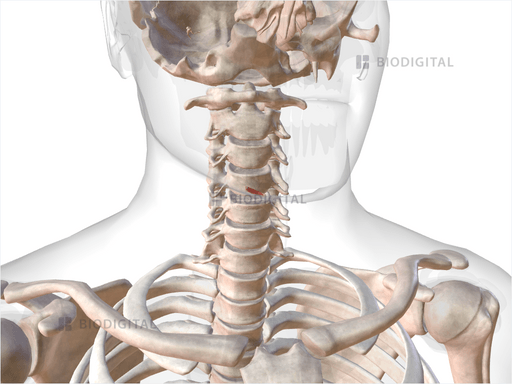 Right Oblique Arytenoid | BioDigital Anatomy