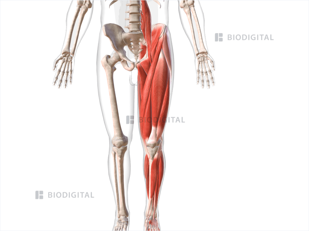 Muscles of left lower limb