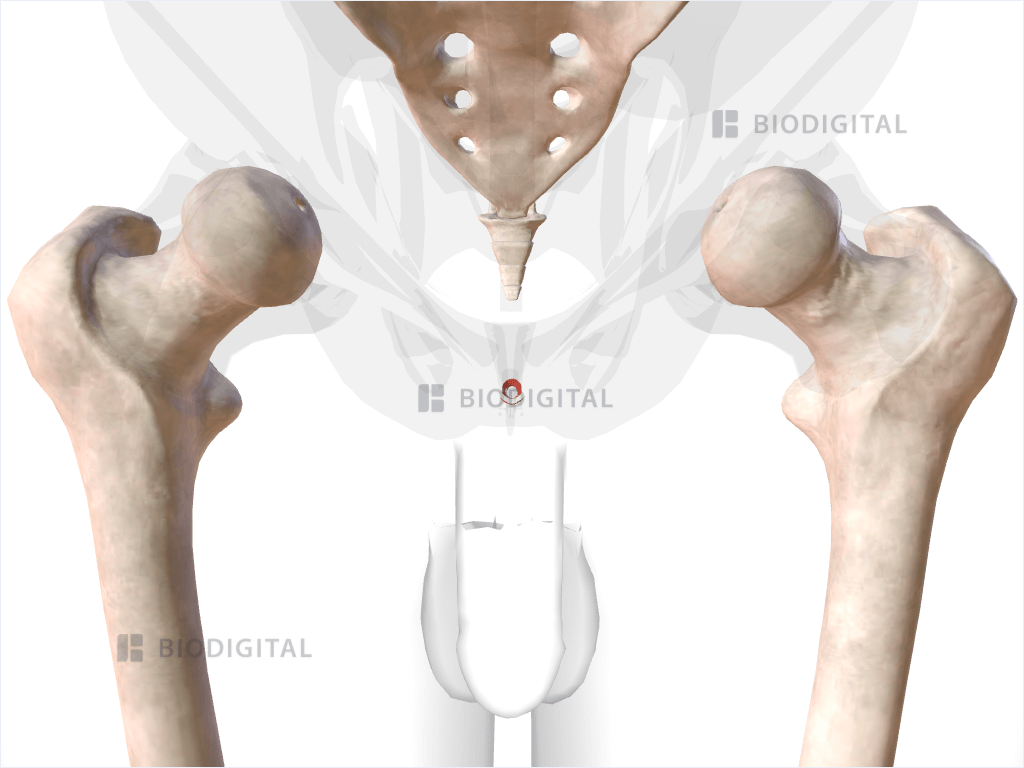 Subcutaneous part of external anal sphincter muscle