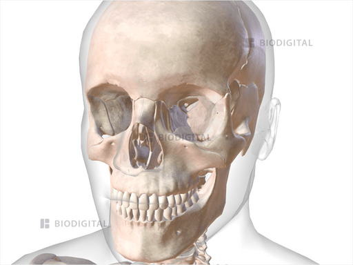 Tensor tympani | BioDigital Anatomy