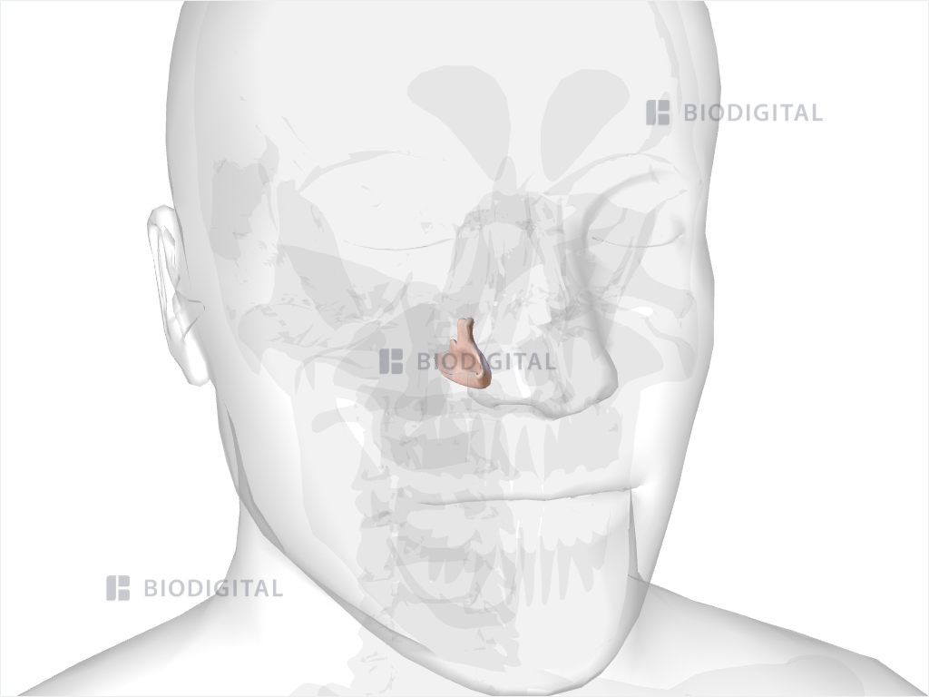 Right inferior nasal concha