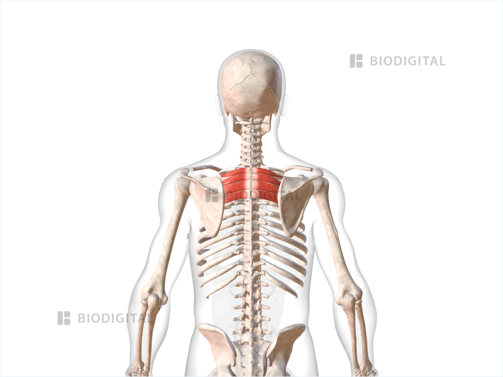 Serratus posterior superior