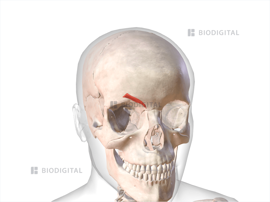 Right corrugator supercilii