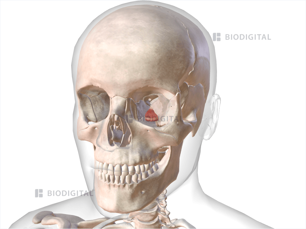 Left inferior rectus