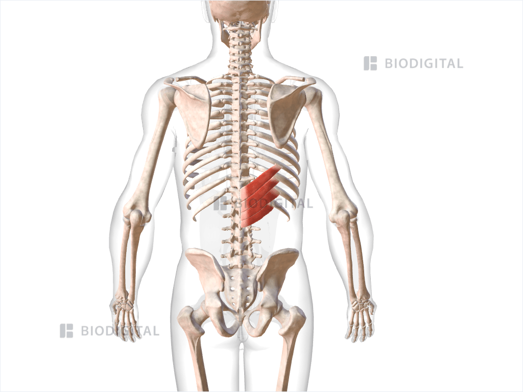 Right serratus posterior inferior