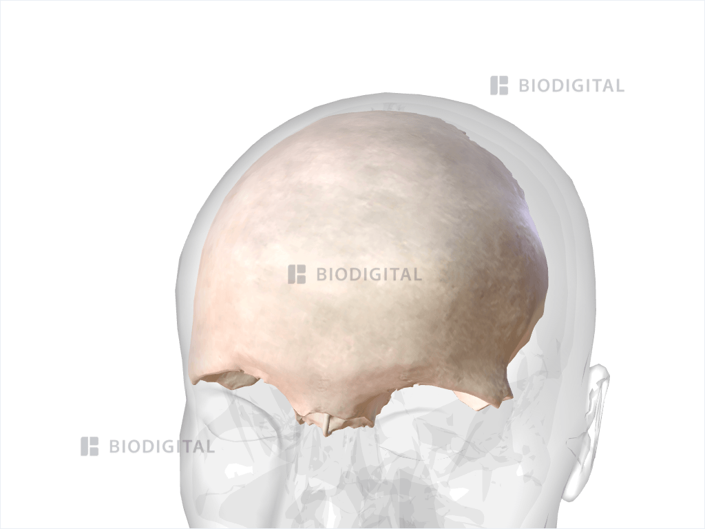 Frontal bone