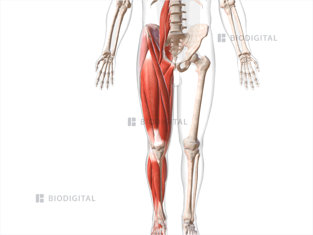 Muscles of right lower limb