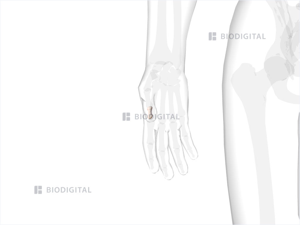 Distal phalanx of right thumb