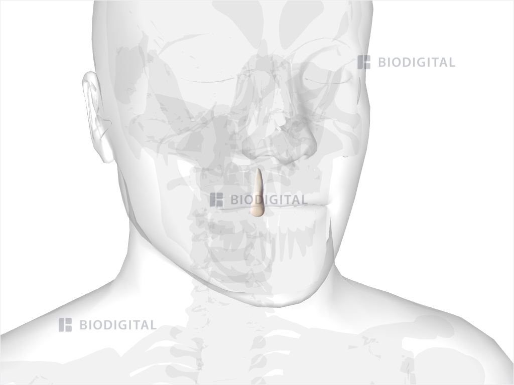 Right maxillary lateral incisor
