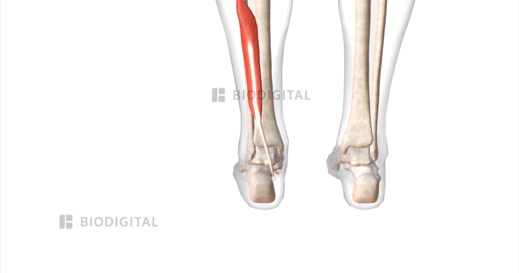 Flexor Hallucis Longus And Flexor Digitorum Longus Learn Your Muscles