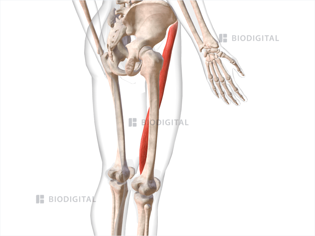 Right sartorius