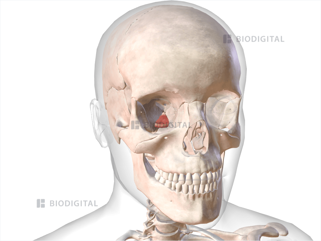 Right inferior rectus