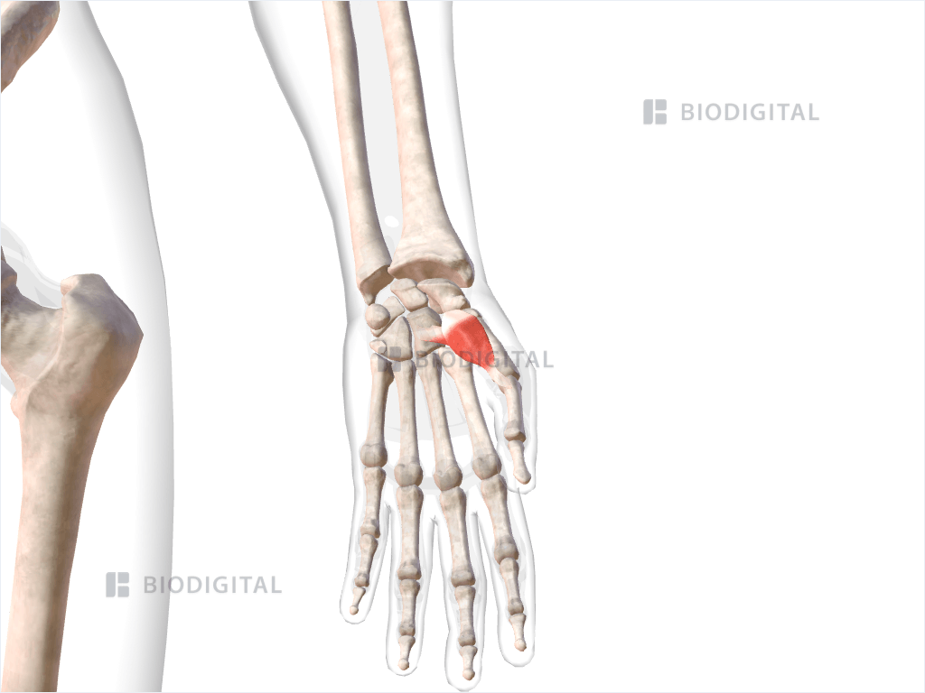 Left flexor pollicis brevis