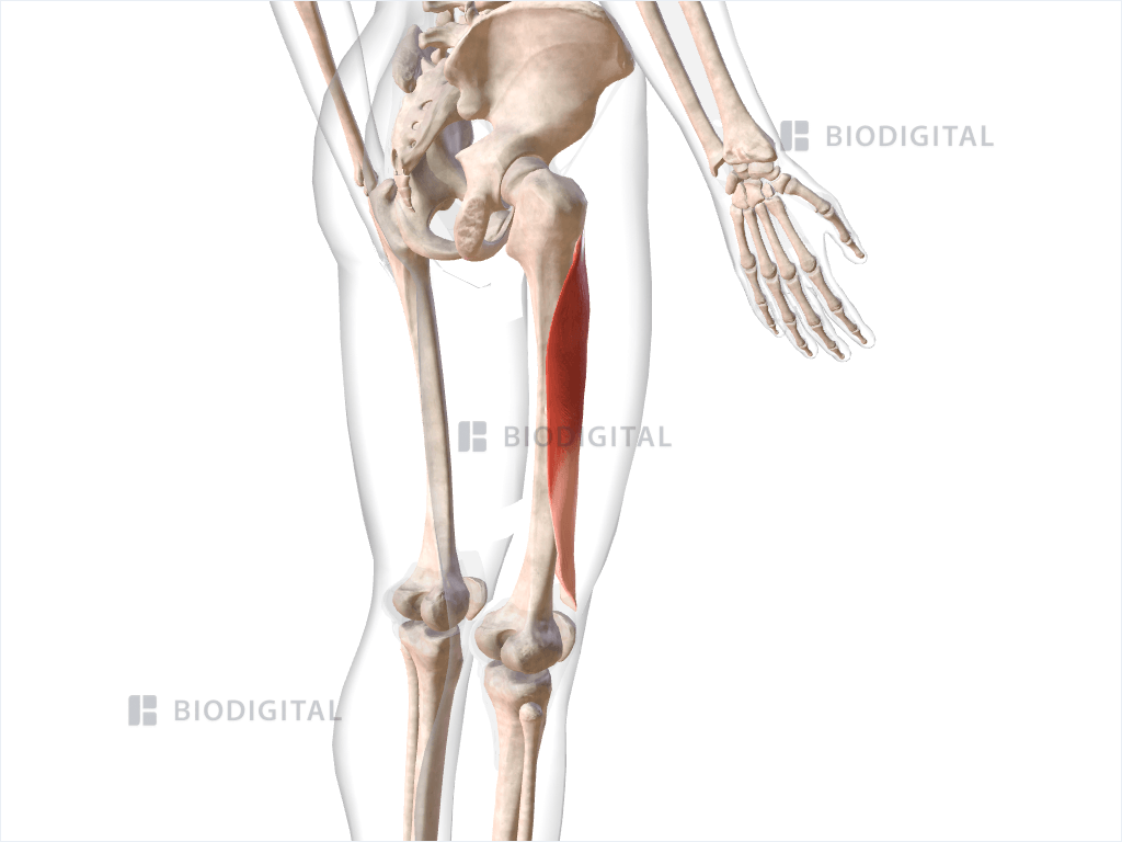 Right vastus intermedius