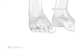 Proximal phalanx of right fourth toe | BioDigital Anatomy