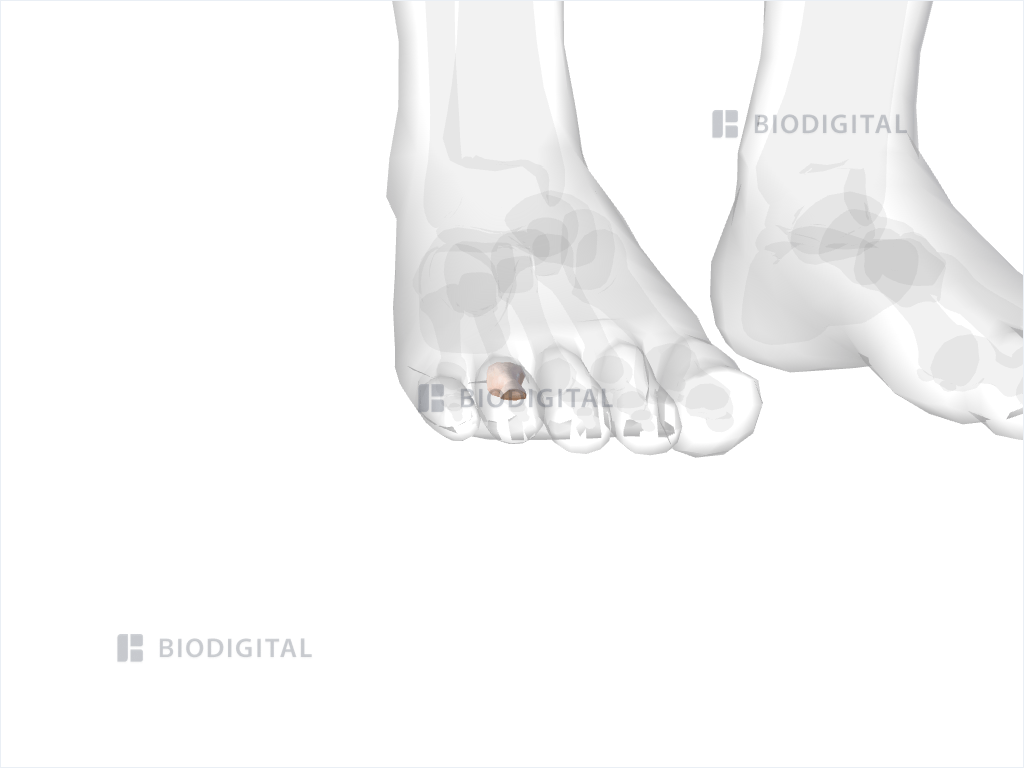 Proximal phalanx of right fourth toe