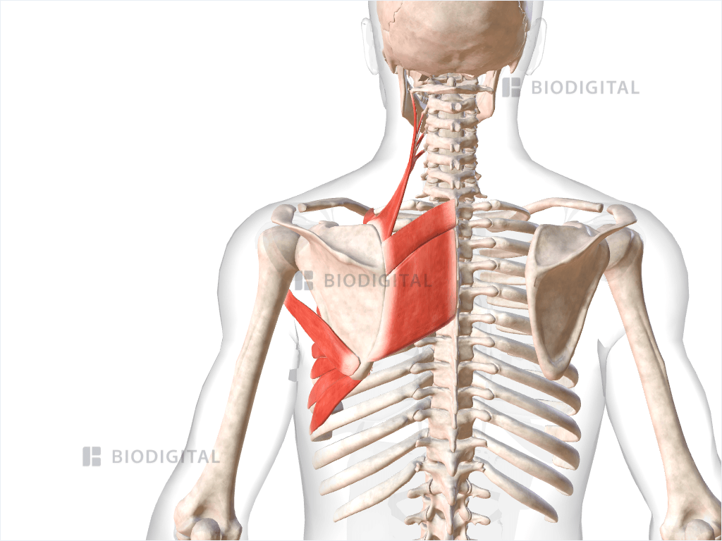 Deep muscles of left shoulder