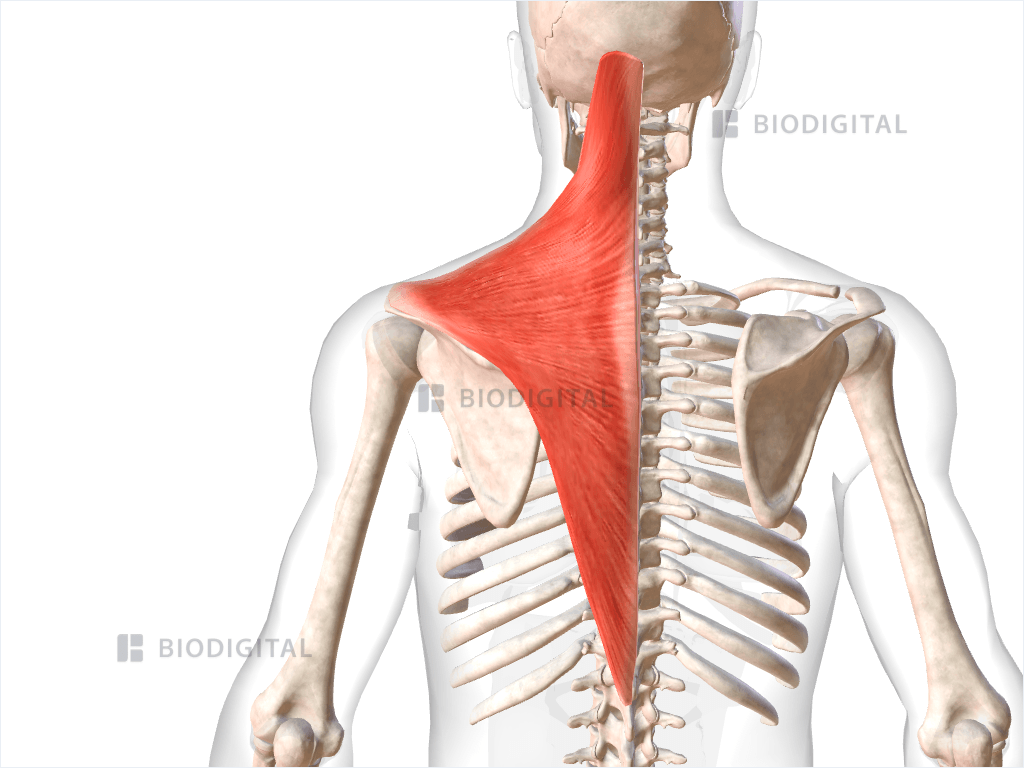 Left trapezius