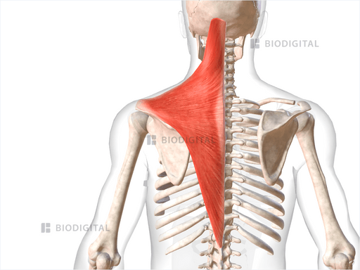 Left trapezius | BioDigital Anatomy