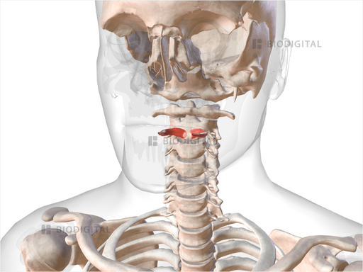 Glossopharyngeal part of superior pharyngeal constrictor | BioDigital ...