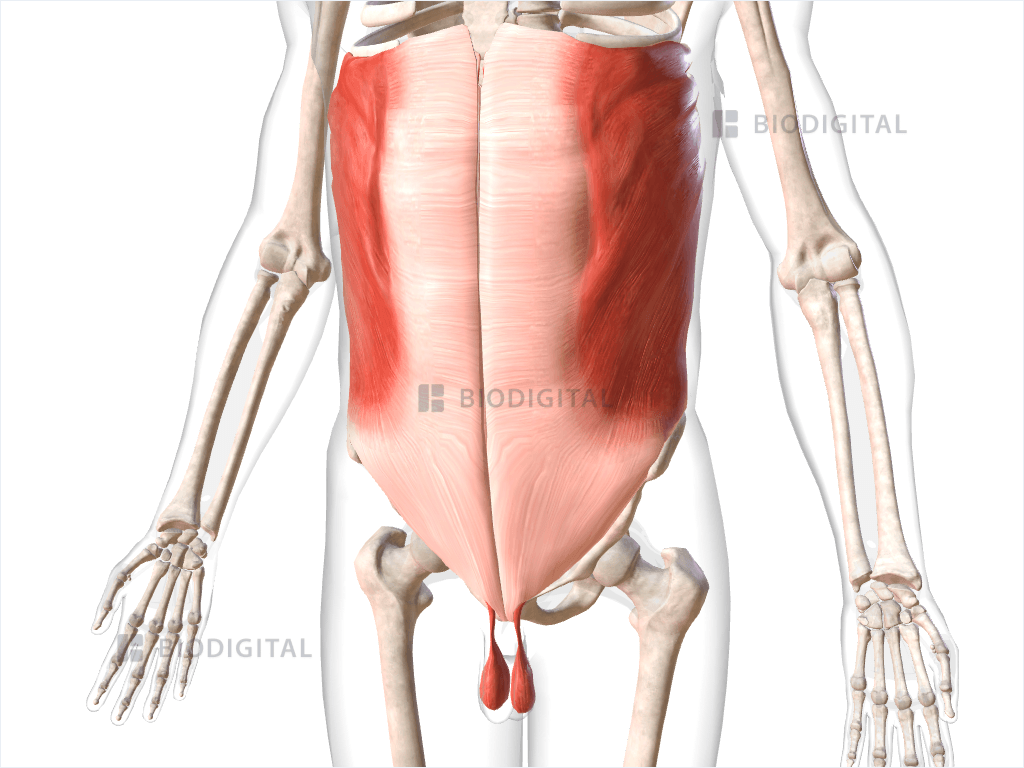 Muscles of abdomen