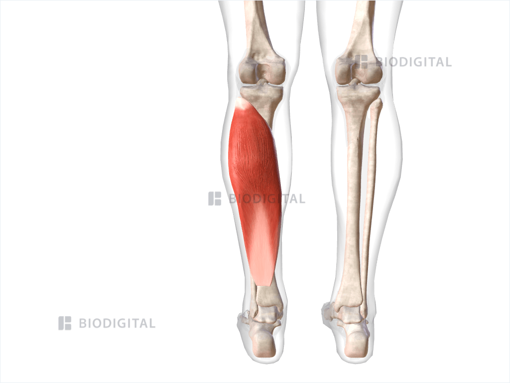 Left soleus