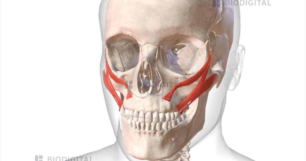 Zygomaticus muscles BioDigital Anatomy