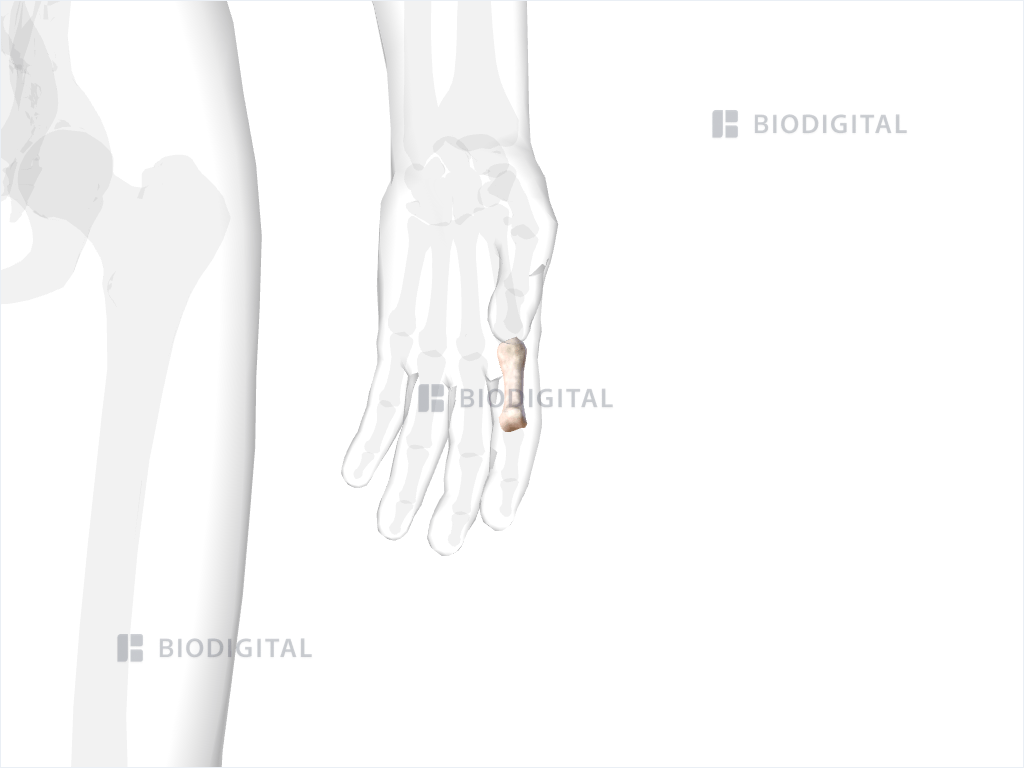 Proximal phalanx of left index finger