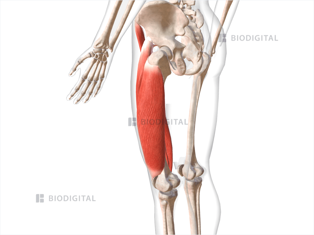 Thigh, anatomy