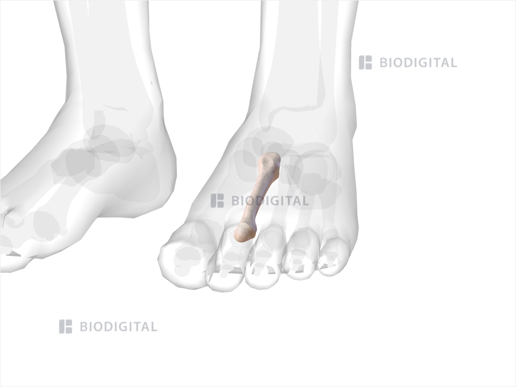 Left second metatarsal