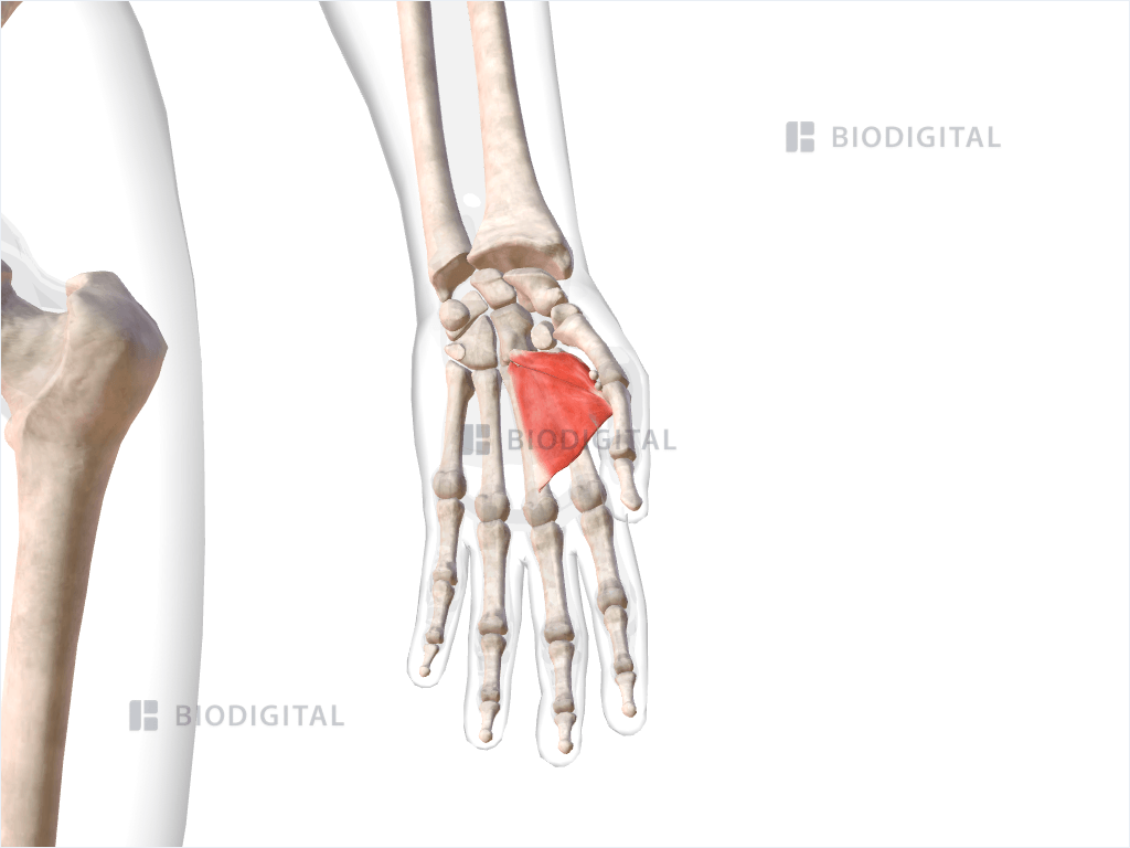 Left adductor pollicis