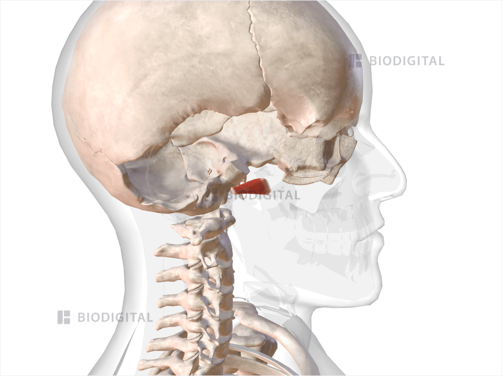 Right inferior lateral pterygoid