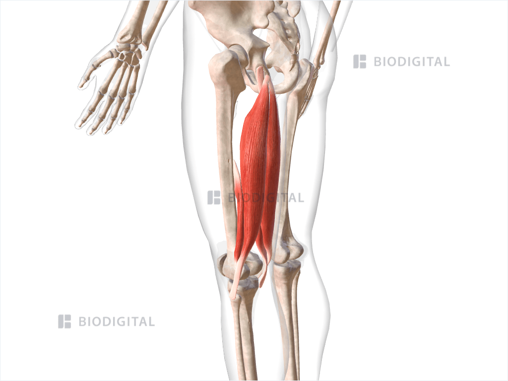 Posterior compartment muscles of left thigh