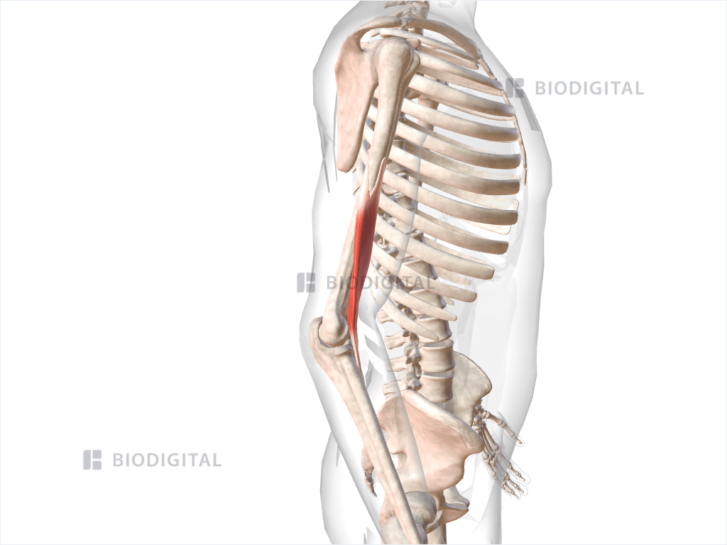 Right brachialis