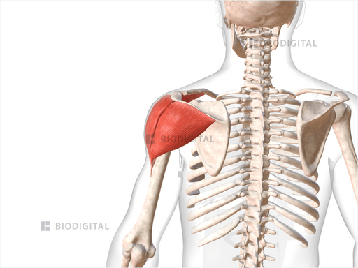 Left deltoid | BioDigital Anatomy