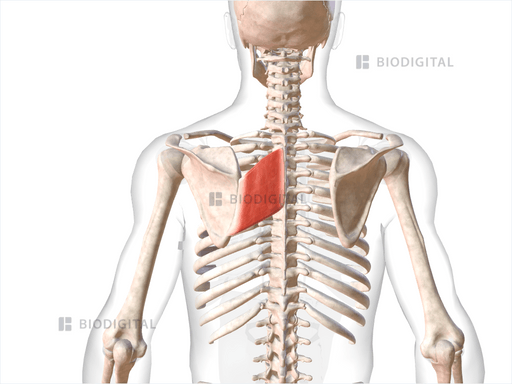 Left rhomboid major | BioDigital Anatomy