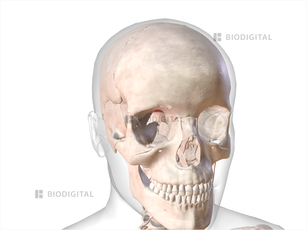 Right levator palpebrae superioris