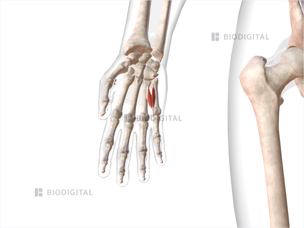 Fourth lumbrical muscle of right hand