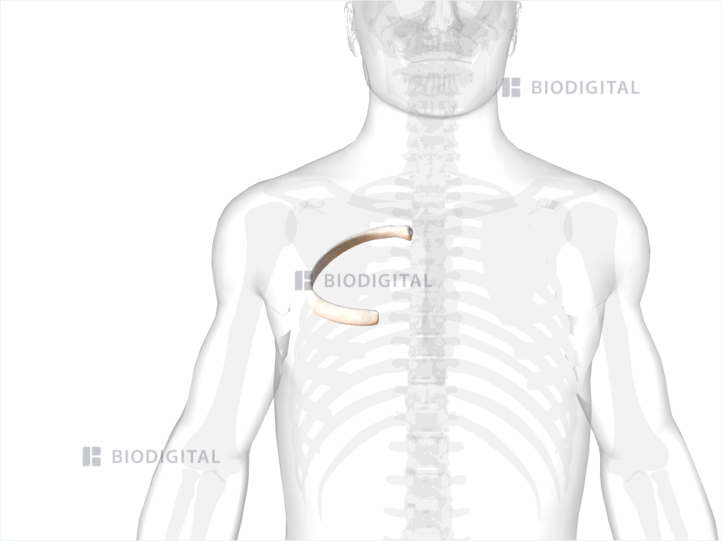 Right fourth rib