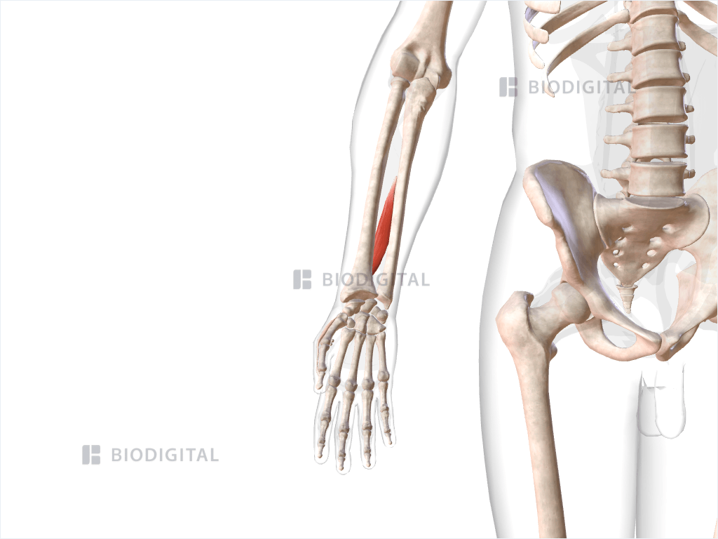 Right extensor pollicis longus