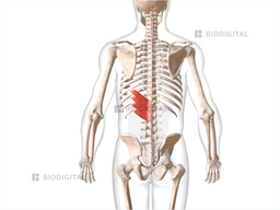 Left serratus posterior inferior | BioDigital Anatomy